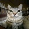 thomi_117