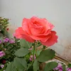 miu_305