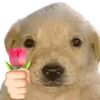 jesus__rojax