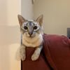 alleykitty0.0