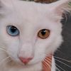 cat_boruto