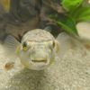 littlepufferfishy