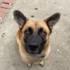 oso.the.gsdx