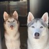 koda.bear.thepupsters