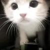 _dubtanhdacsngkhac_