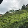 lilyomella