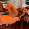 cluckinfunny