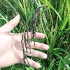trangblog2