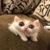mierah_j