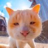 หมา แมว ฮับ - Dog Cat Hub
