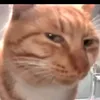 tigernutbird