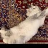 shahinda_mahrous