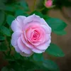 userdaweithu