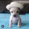 el_pana_bryan5
