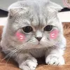 ᴍíᴛ ʀì ᴠɪᴜᥫᩣ