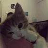 _nhpthao_