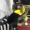 fridathetoucan
