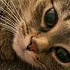 rip_cat2701