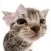 _cat_bleb