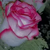 foznshalso