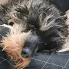 poussieredusudouest