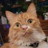 nifflerstorm