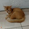meowmeow8084
