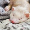 pfeiffertheferretlady