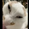 pushistiy_kot2.0