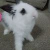 bubumylittlebunny