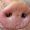 osusumeman2