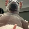 ellainasaurr