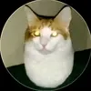 bolazengci