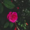 asha.yar1