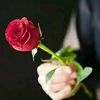 gul_445