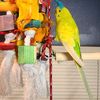 harvey.prettybird