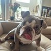 denadreydiscretepuppy