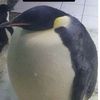 duckfart8352