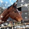 lesleyhorses102