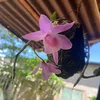 thiphan559