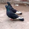 swatkhaan4994