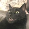 elgatoo_14