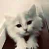 userginchan
