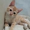 cattyros5