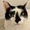catdadjoe