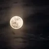 roz_mahmood5