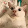 lilyysafiyya