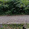rizal.wildan80
