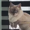 sirjoferlyn
