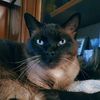paulettecats